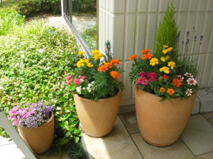 花プランターの定期植え替え
