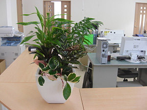 受付には、観葉植物の寄せ植えを置きました。