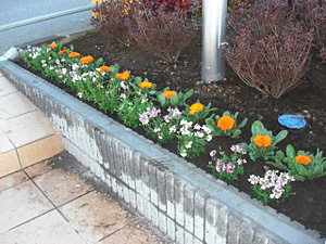 花壇花の植込み