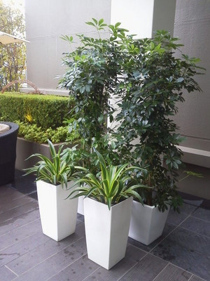 植物でちょっとした癒しを...