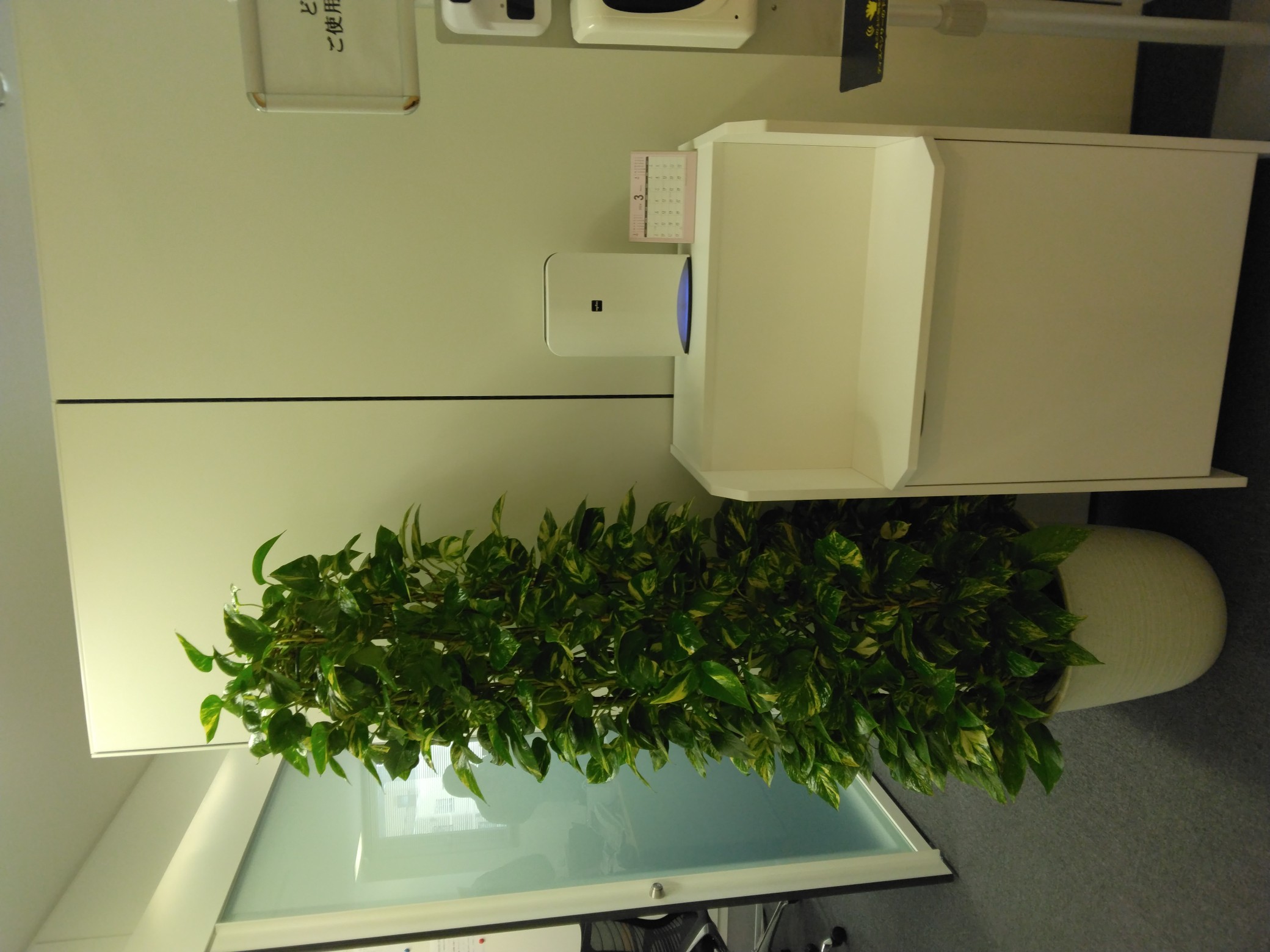 新オフィスのオープンに合わせて観葉植物レンタルの納品を行いました。